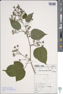 Rubus tereticaulis P.J.Müll.