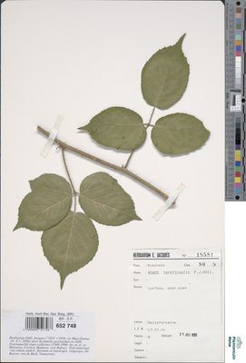 Rubus tereticaulis P.J.Müll.