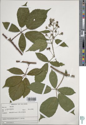 Rubus fragariiflorus P.J.Müll.