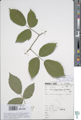 Rubus fragariiflorus P.J.Müll.