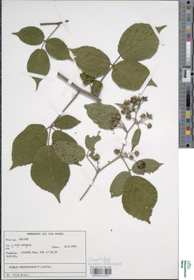 Rubus tereticaulis P.J.Müll.