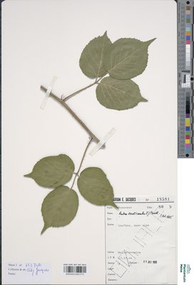 Rubus tereticaulis P.J.Müll.