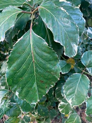 Polyscias guilfoylei (W.Bull) L.H.Bailey: leaf