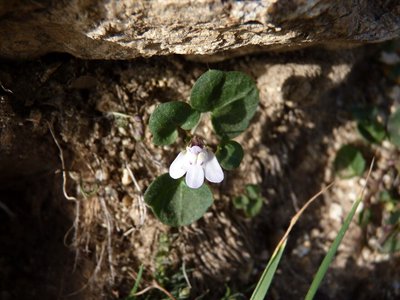 Cymbalaria hepaticifolia (Poir.) Wettst.: flower