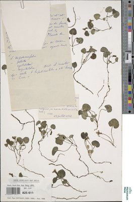 Cymbalaria hepaticifolia Wettst.