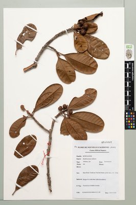 Xanthostemon sebertii Guillaumin