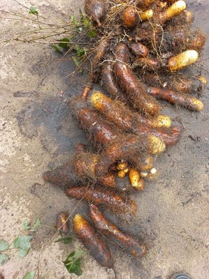 Dioscorea esculenta (Lour.) Burkill: fruit