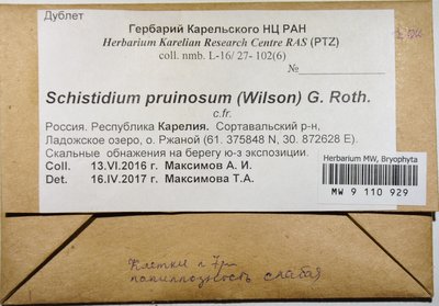 Schistidium pruinosum (Wilson ex Schimp.) G. Roth, Moscow University Herbarium