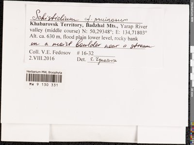 Schistidium pruinosum (Wilson ex Schimp.) G. Roth, Moscow University Herbarium