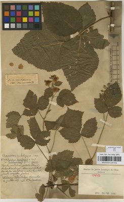 Rubus centiformis var. sublagerbergii Frid. ex Boulay