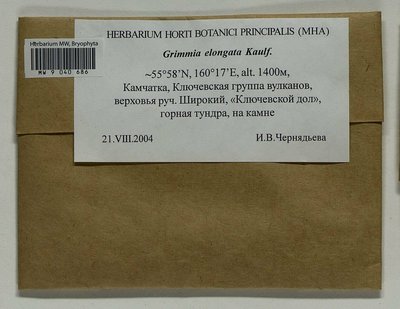 Grimmia elongata Kaulf., Moscow University Herbarium