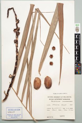 Hedyscepe canterburyana H.Wendl. & Drude