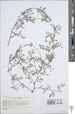Indigofera leptosepala Diels
