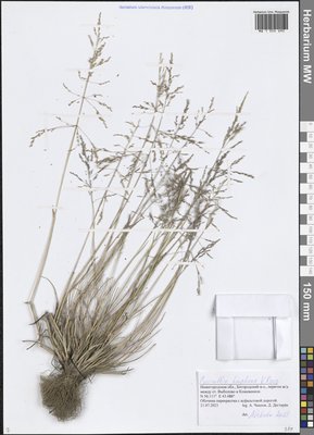 Puccinellia hauptiana (V.I.Krecz.) Kitag. (Бескильница Гаупта), Moscow University Herbarium