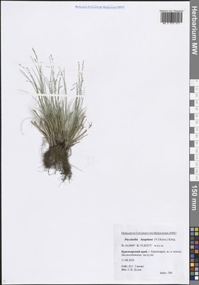 Puccinellia hauptiana (V.I.Krecz.) Kitag. (Бескильница Гаупта), Moscow University Herbarium