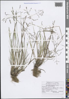 Puccinellia hauptiana (V.I.Krecz.) Kitag. (Бескильница Гаупта), Moscow University Herbarium