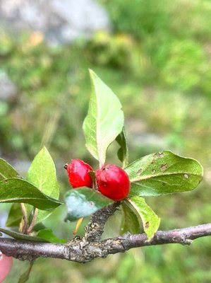 Cotoneaster acuminatus Lindl.: fruit