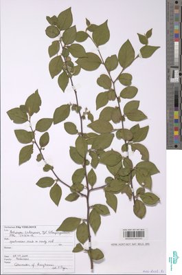 Cotoneaster kongboensis G.Klotz