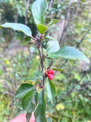 Cotoneaster acuminatus Lindl.: leaf