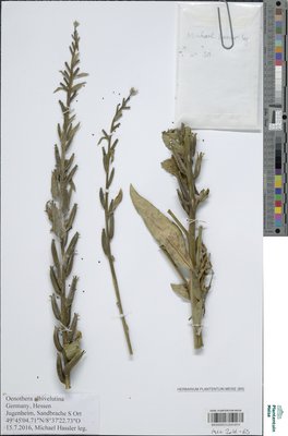 Oenothera x albivelutina Renner