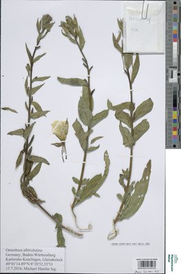 Oenothera x albivelutina Renner