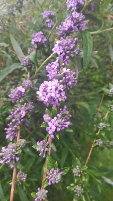 Buddleja alternifolia Maxim.: flower