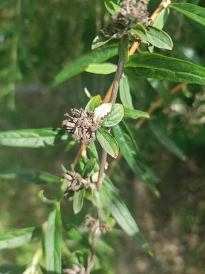 Buddleja alternifolia Maxim.: fruit