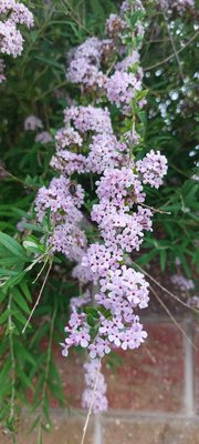 Buddleja alternifolia Maxim.: flower