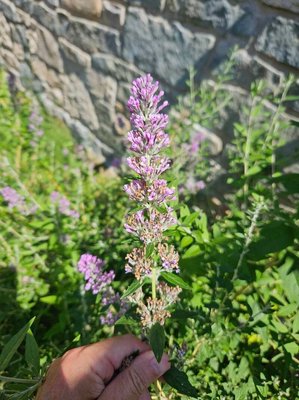 Buddleja alternifolia Maxim.: flower
