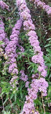 Buddleja alternifolia Maxim.: flower