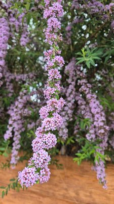 Buddleja alternifolia Maxim.: flower