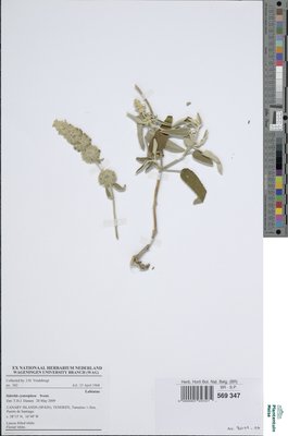Sideritis cystosiphon Svent.