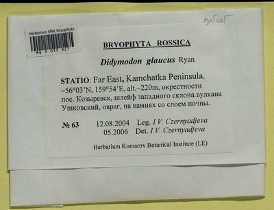Didymodon glaucus Ryan, Moscow University Herbarium