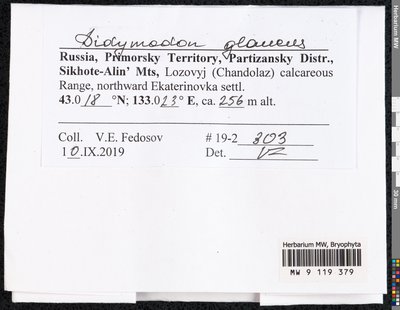 Didymodon glaucus Ryan, Moscow University Herbarium