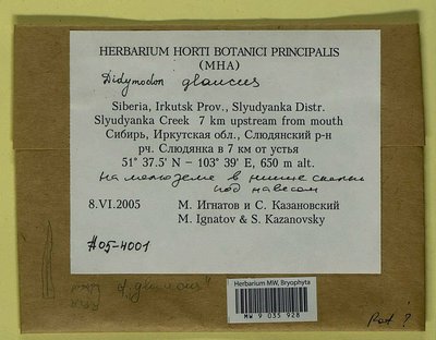 Didymodon glaucus Ryan, Moscow University Herbarium