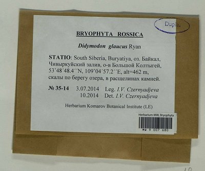 Didymodon glaucus Ryan, Moscow University Herbarium