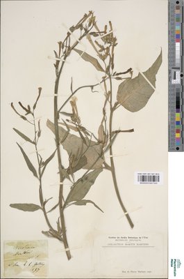 Nicotiana berteroana Hort. ex G.Don