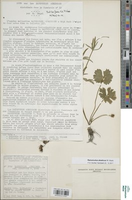 Ranunculus alsaticus W.Koch