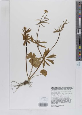 Ranunculus auricomus subsp. alsaticus (W.Koch) R.Engel