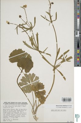 Ranunculus alsaticus W.Koch