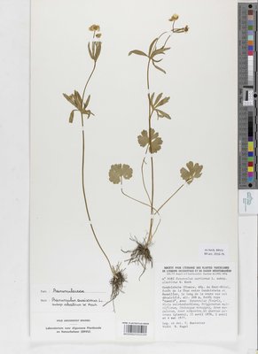 Ranunculus alsaticus W.Koch
