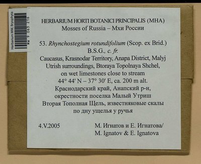 Rhynchostegium rotundifolium (Scop. ex Brid.) Schimp., Moscow University Herbarium