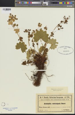 Alchemilla rubristipula (QFA0222025) à l'Herbier Louis-Marie (QFA), Université Laval, Québec, Québec, Canada