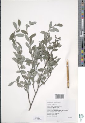 Salix x ambigua Ehrh.