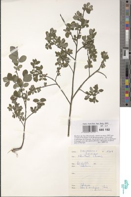 Salix x ambigua Ehrh.