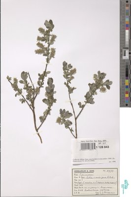 Salix x ambigua Ehrh.
