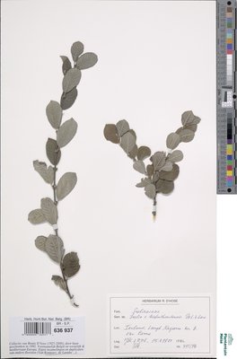 Salix x kalmthoutensis De Langhe & Lawalrée