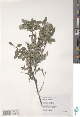 Salix x ambigua Ehrh.