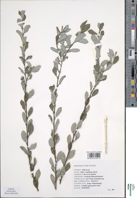 Salix x ambigua Ehrh.
