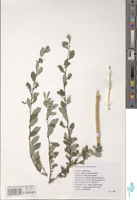 Salix x ambigua Ehrh.